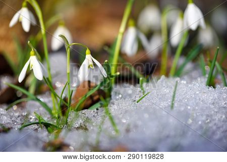 Snowdrops (galanthus) In The Spring Forest