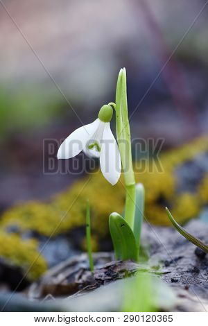 Snowdrop (galanthus) In The Spring Forest
