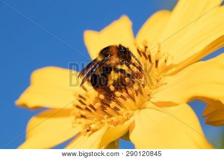 Maxican Sunflower.honey Bee Collecting Nectar From Yellow Sunflower Field