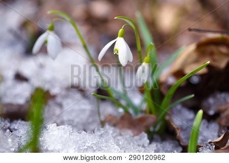 Snowdrops (galanthus) In The Spring Forest
