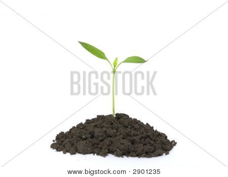 Plant On White