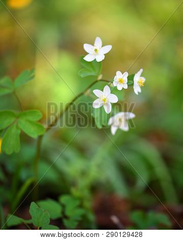 Spring Flower Close-up. Isopyrum Thalictroides. Sunny Day