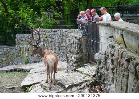 Kaliningrad, Russia - May 21, 2016: The Red Deer (cervus Elaphus) In The Kaliningrad Zoo. The Zoo Wa