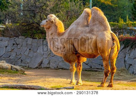 Bactrian Two-humped Camel, Camelus Bactrianus. Liberec Zoo, Czech Republic.