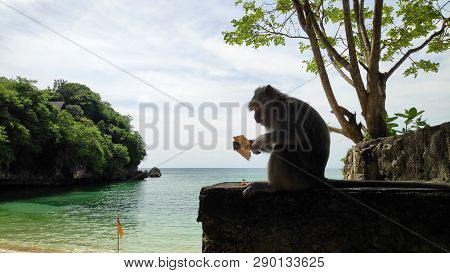 Monkey At Padang Padang Beach In Bali
