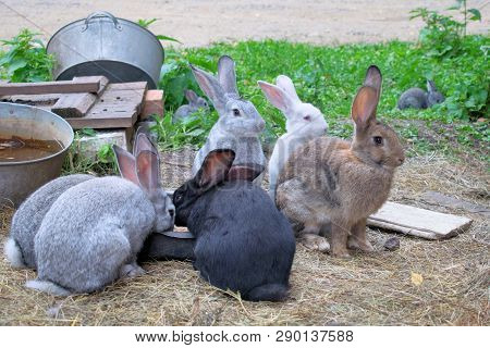 Black, Gray, Brown And White Rabbits Eat At Farm At Summer Animals