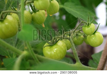 Fresh Green Tomatoes On A Branch At Summer In Greenhouse Natural
