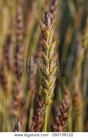 Single Ripe Wheat Ear On Field In Autumn Harvest Colorful