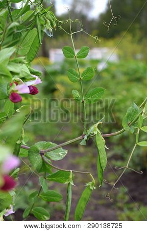 Branch With Fresh Green Peas Close-up Garden