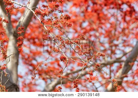 Close Up Beautiful Tree Monkey Flower Tree, Phyllocarpus Septentrionalis For Wallpaper Background
