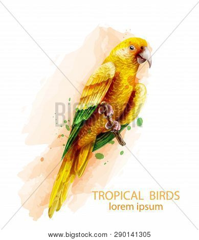 Tropic Parrot Yellow Bird Vector Watercolor Illustration. Cute Bird On A Brach Isolated On Whites