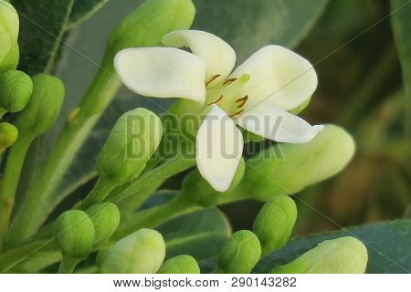Tender Little White Flower Bloomed In Warm Summer