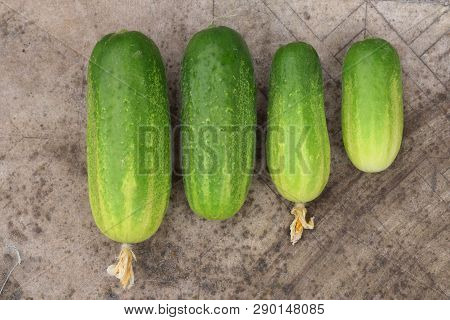 Row Of Four Fresh Green Cucumbers With Flowers