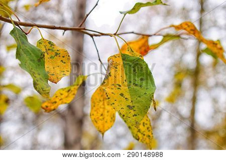 Bicolour Leaf Of Birch At Autumn In Russian Forest Natural