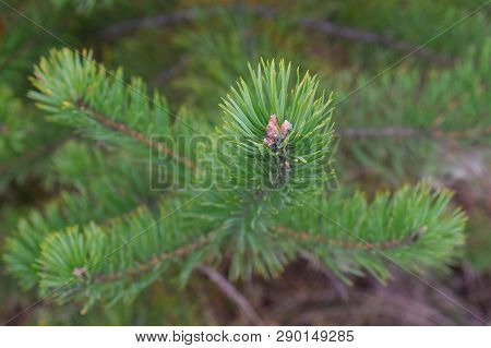 Fir Branch Close-up With Kidney Closeup Green Natural
