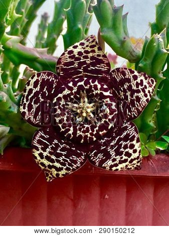 Exotic Black And White Flower On Cactus