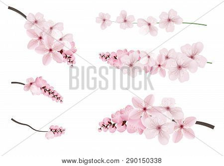 Beautiful Blossoming Dark And Light Pink Sakura  Flowers. Set Of Realistic Flowering Cerry Branches.