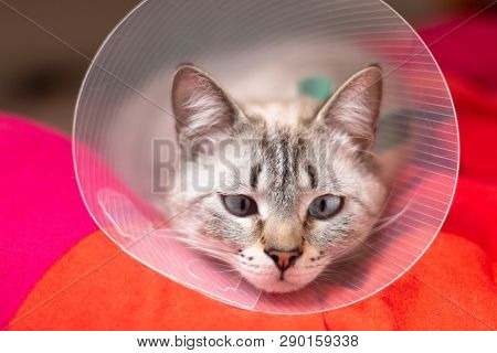 Pet Care Concept Sleepy Cat Wearing Elizabethan Collar, E-collar Or Buster Collar For Protection The