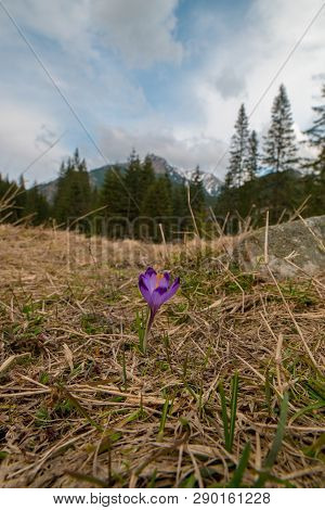 Violet Crocuses That Blooms In The Meadow And Mountains In Background.