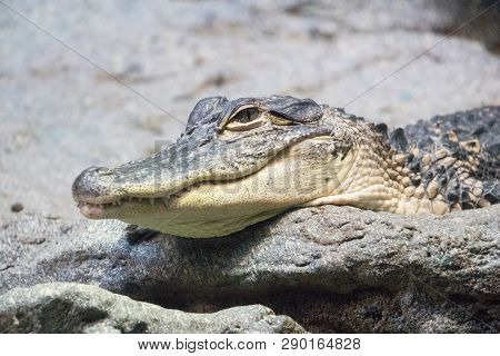 A Small American Alligator (alligator Mississippiensis) Sits In The Sun