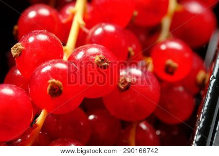 Close Up Of Fresh Ripe Red Currants In A Plastic Container Box