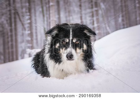 Portrait Of Tricolor Border Collie. He Lies On The Snow