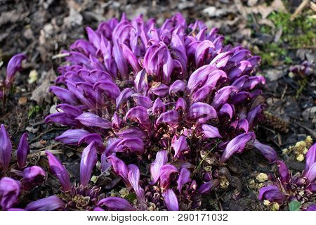 Flowers Of Lathraea Clandestina Or Purple Toothwort In The Spring Forest
