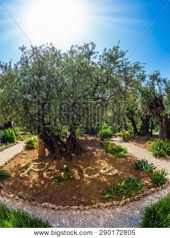 Gethsemane Garden on the Mount of Olives in Jerusalem. Millennial olives grow under the hot autumn sun. The concept of historical, religious and ethnographic tourism. Photo taken by a fisheye lens