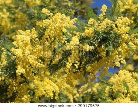 Tree With Many Yellow Mimosa Flowers Bloomed In March