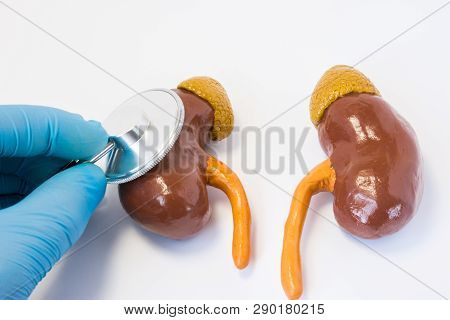 Hand Of Doctor In Glove With Stethoscope And 3d Shape Of Kidney. Photos Idea Where Surgeon Or Genera