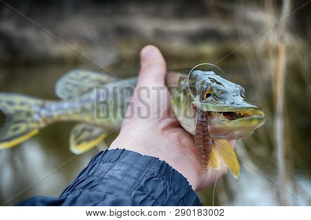 Pickerel (pike Fish) In Hand With The Soft Bait In Jaws. Fishing On Wild River, Lake.