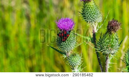 Spear Thistle Or Cirsium Vulgare Flower With Butterfly Six-spot Burnet Zygaena Filipendulae Close-up