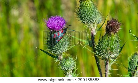Spear Thistle Or Cirsium Vulgare Flower With Butterfly Six-spot Burnet Zygaena Filipendulae Close-up