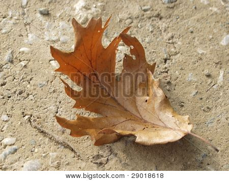 Hoja de aok marrón en el suelo