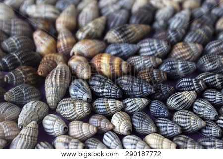 Nassa Reticulata - Shellfish, Seashells, Sea Background