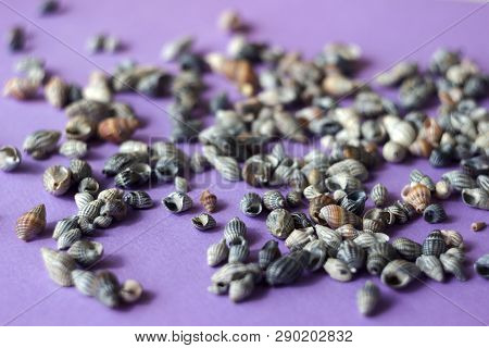 Nassa Reticulata - Shellfish, Seashells, Sea Background