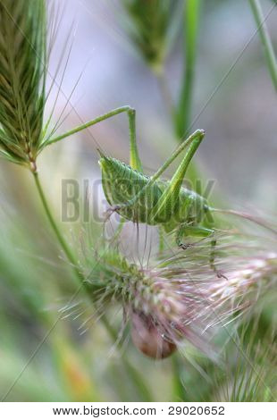 Saltamontes en heno