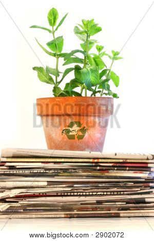 Hrnková rostlina na hromadu novin