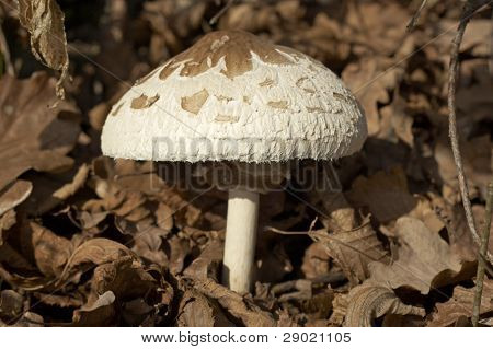 Waldpilze im Herbst, Makro Closeup with Copy Space wachsen