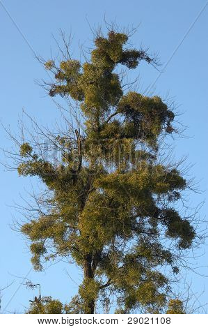 Trea covered with mistletoe