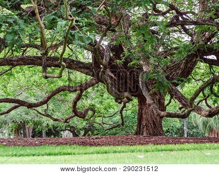 Weird Looking Branches Of Big Tree In Brisbane City Botanic Garden. Sharpening At Its Trunk.