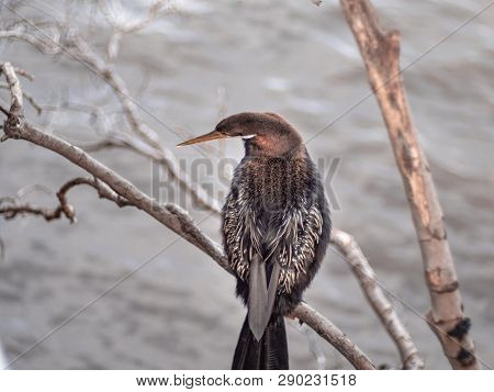 Cormorant Hanging On Dried Tree Branch Over Brisbane River And Looking For Fish.