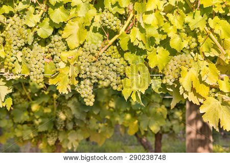 Closeup Of Ripe White Riesling Grapes On Vine In Vineyard At Harvest Time