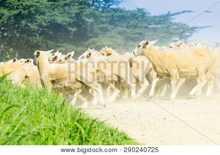 Through Dust And Haze Kicked Up By Flock Of Sheep Being Moved Along Country Road.