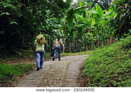 QUINDIO, COLOMBIA, 16 AUGUST, 2018 : Tourists taking part at a guided coffee tour in Quindio, Colombia, South America