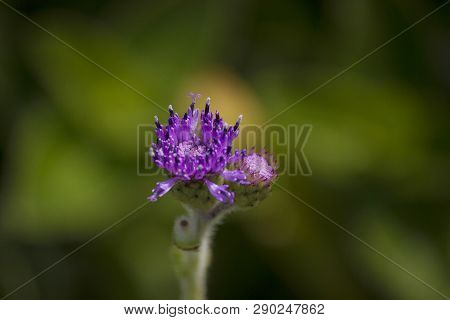 Blue Sonki, Adenoon Indicum At Kaas, Satara District Of Maharashtra, India