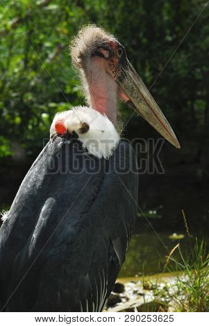 Marabout bird. Large African stork with a massive bill and large neck pouch