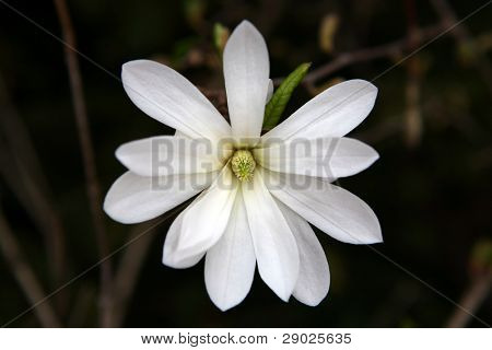 Magnolia stellata