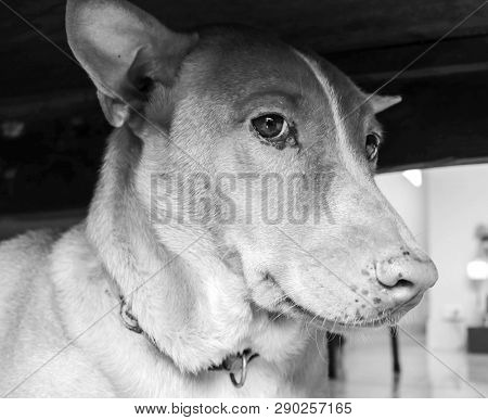 Dog Face White Black ,lovery Pet ,animal So Cute