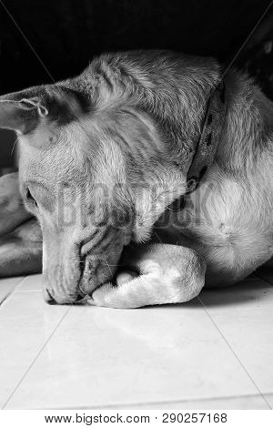 Dog Face White Black ,lovery Pet ,animal So Cute